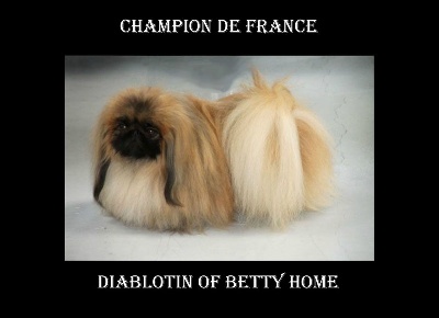 Of betty home - Diablotin devient Champion de France